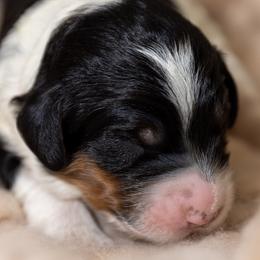 Boy 2 - Bernedoodle puppy in Truckee, California from Tahoe Doodles
