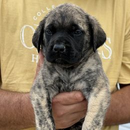 Girl 1 - female Mastiff puppy in Wewoka, Oklahoma from P Diamond Mastiffs