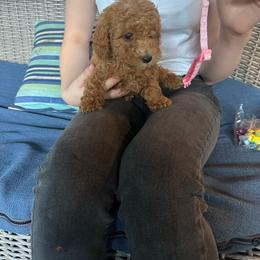 Pink collar - Red  female Goldendoodle puppy in Lake Butler, Florida from Providence Ranches