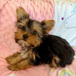 Girl 1 - Parti female Yorkshire Terrier puppy in Bakersfield, California from Yorkie To My Heart