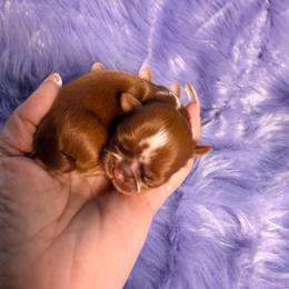 Red Diamond - Red female Shih Tzu puppy in Port Orchard, Washington from Buttons N Bows