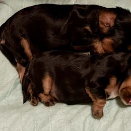Cavalier King Charles Spaniel Puppies from Enchanted Cavaliers
