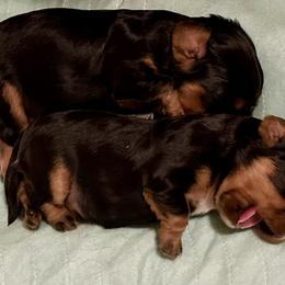 Cavalier King Charles Spaniel Puppies from Enchanted Cavaliers