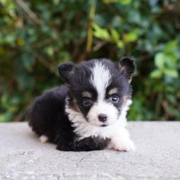 Cove-FLUFFY COAT - Black and tan male Pembroke Welsh Corgi puppy in Berea, Kentucky from SunShine Corgis