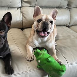 French Bulldogs from Fabulous Frenchies of Biscayne