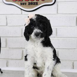 Trixie - Parti female Labradoodle puppy in Bryantown, Maryland from Doodles on Duty