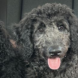 Scarlet - Black Goldendoodle puppy in Florida from Muddy Acre Pups