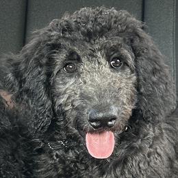 Scarlet - Black Goldendoodle puppy in Florida from Muddy Acre Pups