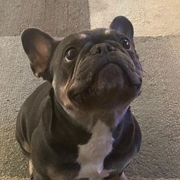 mimi - French Bulldog