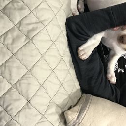 Teddy Roosevelt Terrier Puppies from Big Grove Farms