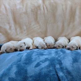 Male 6 - Light golden male Golden Retriever puppy in Roseburg, Oregon from Unbound Goldens