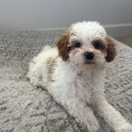 Willow - Parti female Poodle puppy in Queen Creek, Arizona from Prestigious Toy Poodles