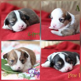 Pembroke Welsh Corgi puppies from Sureshot Corgis