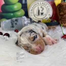 Mai tai - Blue merle female Australian Shepherd puppy in Fredericksburg, Virginia from Cooper Ridge Aussies