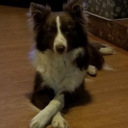 Misty - Border Collie