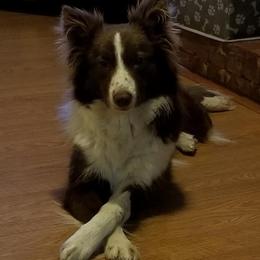 Misty - Border Collie