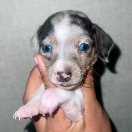 Rain Blue-Tan Dapple Pie - Dapple female Dachshund puppy in Tecumseh, Oklahoma from MoonBerry Miniature Dachshunds