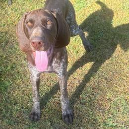 Senna - Liver female German Shorthaired Pointer puppy in Rincon, Georgia from South Creek Kennels / SCK Gun Dogs