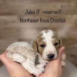 Jules - Parti female Goldendoodle puppy in Cedar Falls, Iowa from Northeast Iowa Doodles