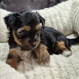 Puppy 2 - Parti female Yorkshire Terrier puppy in Newnan, Georgia from Yorkie Tales