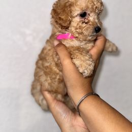 Poodle and Yorkshire Terrier Puppies from Cotton Furbabies
