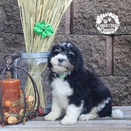 WIlbur - Black and white male Bernedoodle puppy in Heyworth, Illinois from Cobble Creek Puppies