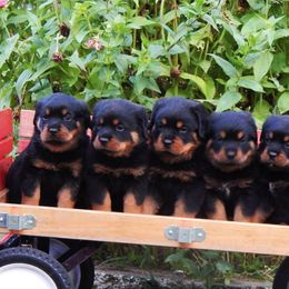 Rottweiler and Shetland Sheepdog Puppies from Mountain High Kennels