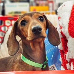 Hannah - Red female Dachshund puppy in Mountain Grove, Missouri from Blueprint K9 Dachshunds- www.BlueprintK9.com