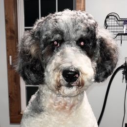 Mia - Bernedoodle