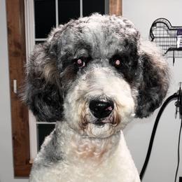Mia - Bernedoodle