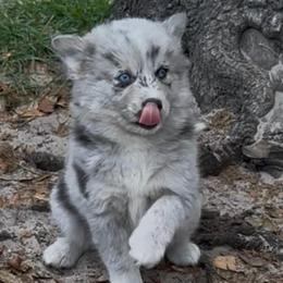 Silver - Merle female Pomsky puppy in Spring Hill, Florida from PDQ Pomskies