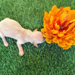 Cream female 3 - 4800 - Cream female Dachshund puppy in Apopka, Florida from The HotDog Stand