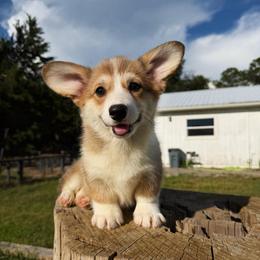 Carolina (Financing Available) - Red female Pembroke Welsh Corgi puppy in Inverness, Florida from Canaan Farm Corgis