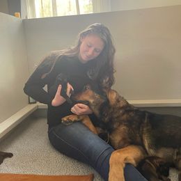 German Shepherd Puppies from Alisha Fitzpatrick