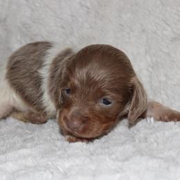 Ell - Piebald female Dachshund puppy in Paris, Texas from Kuttin’ Up Mini Aussies