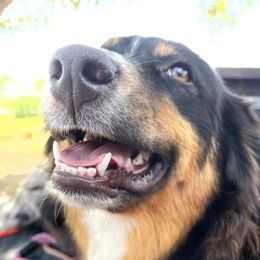 Jesi - Australian Shepherd