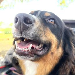 Jesi - Australian Shepherd