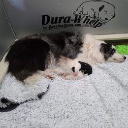 Border Collie Puppies from Beyond City Lights