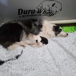 Border Collie Puppies from Beyond City Lights
