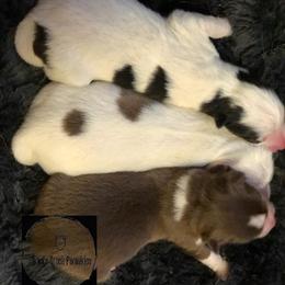 Pomsky Puppies from Angel's Creek Pomskies