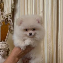 Wanda - Beaver female Pomeranian puppy in Bonita Springs, Florida from 🤎 Dreaming Puppies 🐶