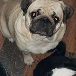 Mosha - Pug