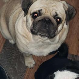 Mosha - Pug