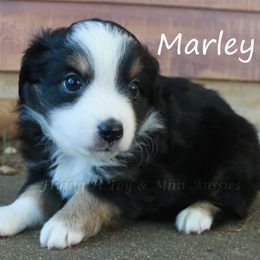 Marley - Black tri female Miniature American Shepherd puppy in Godley, Texas from Flying H Toy and Mini Aussies