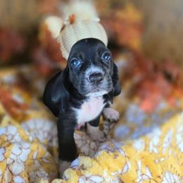 Rhaenyra - Black and white female Basset Hound puppy in Valley, Washington from Enchanted Valley Paws