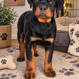 Rex - Black and mahogany male Rottweiler puppy in Parker, Colorado from Denver Rottweilers