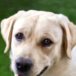 Labrador Retrievers from Superstition Mountain Labradors