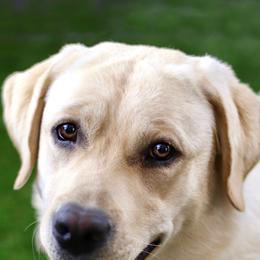 Labrador Retrievers from Superstition Mountain Labradors