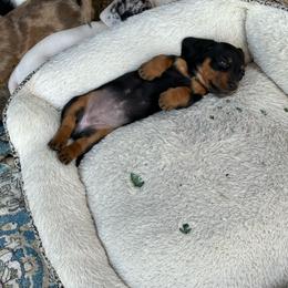 Dahlia - Black and tan female Dachshund puppy in Henrico, Virginia from All About Pets