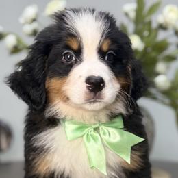 Willow - Light Green Boy - male Bernese Mountain Dog puppy in Redlands, California from Kiss The Doodlez